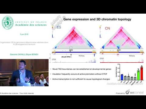 [Conférence] G. CAVALLI, B. BONEV - Organisation 3D du génome et déterminisme cellulaire