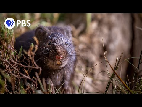 Water Vole's Risky Swim