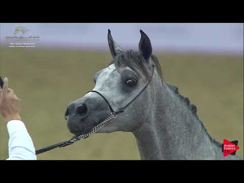 N.101 HOUSHAN AL HAZM - 2019 Qatar Nat. Peninsula show - Colts 2 Years Old (Class 5) .mp4