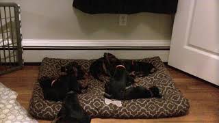Video preview image #9 Doberman Pinscher Puppy For Sale in MARSHFIELD, MA, USA