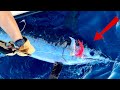 This MASSIVE Swordfish was wound up 500m!