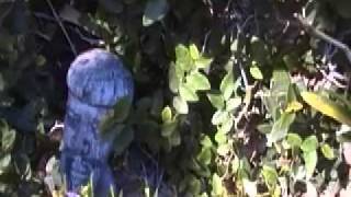 War Inside | Nick Hernandez of Common Sense Band | Reggae from Laguna Beach