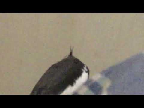 Stratus, the pied face cockatiel, singing his happy song.