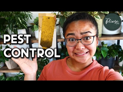 How to PREVENT PESTS in your Houseplants (How to get rid of pests in indoor plants)
