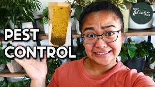 How to PREVENT PESTS in your Houseplants (How to get rid of pests in indoor plants)