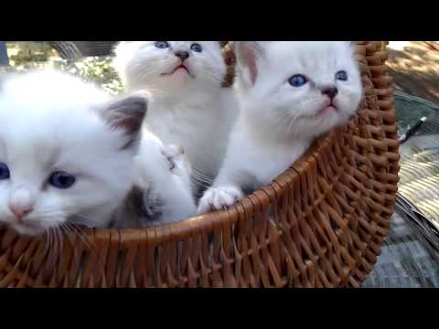 Aijaicats ragdolls