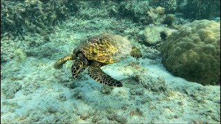 SNORKELING IN THE MALDIVES 🐠 South  Male atoll Adaraan prestige vadoo resort