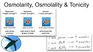 Chemistry Basics:  Osmolarity, Osmolality and Tonicity