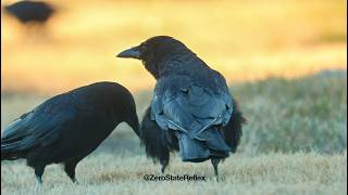 Crow Mates Always Stay Together