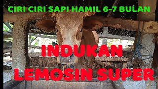Download lagu CIRI CIRI SAPI HAMIL~INDUKAN SAPI LEMOSIN SUPER mp3