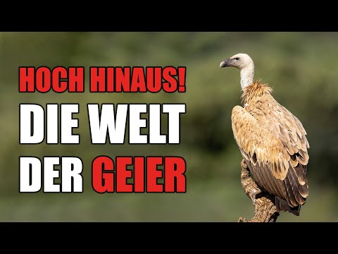 Vom Aussterben bedroht: Die Rettung der europäischen Geier und ihre Rolle im Ökosystem