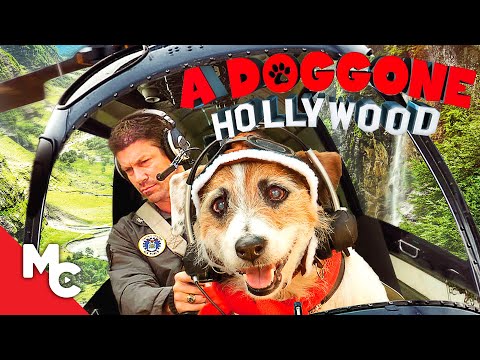 A Doggone Hollywood | Full Family Adventure Movie | Dog Movie