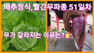 김장배추 정식 김장무 씨앗파종 51일째 빨간무가 갈리지는 이유는? 보라무 과일무 레드무 귀농귀촌 시골 농사 …