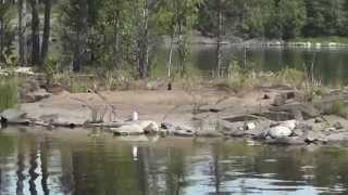 preview picture of video 'о. Валаам на Ладожском озере (Valaam Island in Lake Ladoga)'