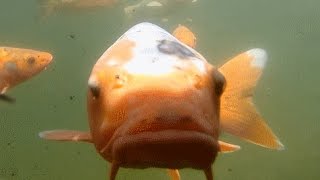 preview picture of video 'Curious koi carp / fish in pond ( garden castle garten schloss Trauttmansdorff 鯉 )'