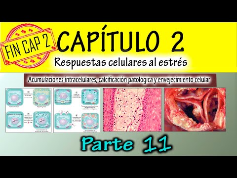 FIN CAPÍTULO 2 Robbins: Acumulaciones intracelulares, calcificación y envejecimiento celular