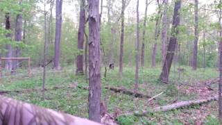 Horny turkey