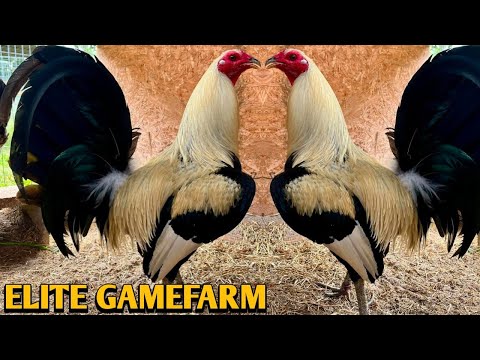 Grey Claret Sweater - ELITE FARM