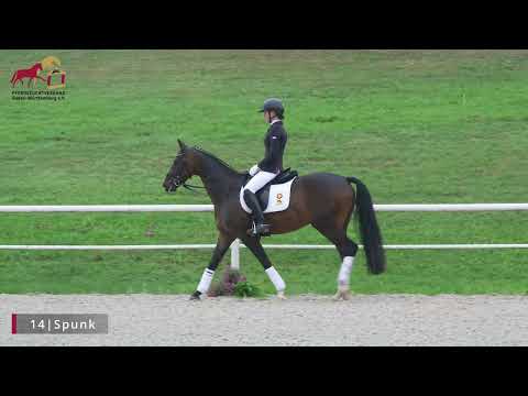 KN 14 Spunk *2020 Wallach v. Sandro Hit - Belissimo M