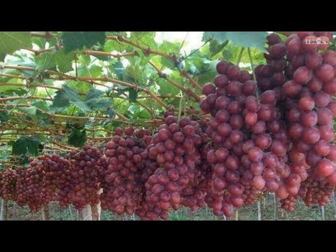 download lagu mp3 mp4 Narc Black Grapes, download lagu Narc Black Grapes gratis, unduh video klip Narc Black Grapes