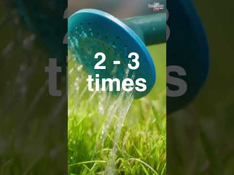 How Much, How Often, & When to Water Your Lawn