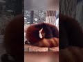 Red panda sleeping with its tail😍😍 #pets #cute #shorts #redpanda #animals
