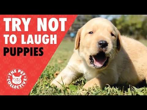 Essayer de ne pas rire | compilation de chiots drôles 2017