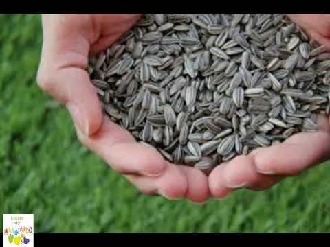 Che esso è trattato parassiti in un organismo Parassiti di funghi di una malattia di cereali