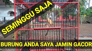 Download lagu A QUICK WAY TO GET CENDET TO SING, IT'S JUST A WEEK BIG mp3