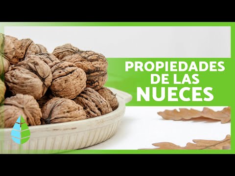 BENEFICIOS de las NUECES 🥜 (Propiedades Medicinales, Cómo Comerlas y Contraindicaciones)