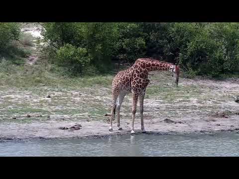 Djuma: Giraffe drinking at dam - 12:48 - 10/26/2022