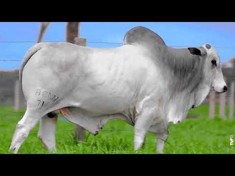 TOURO NELORE - 718 FIV ACN - ACNN 718