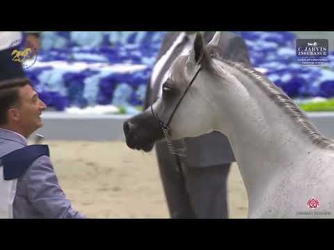 N 66 D SHIHANAH   Dubai International Arabian Horse Championship 2023   Mares 4   6 Years Old Class