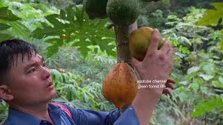 Robert exchange wild boars to get birds from hunters. Green forest life