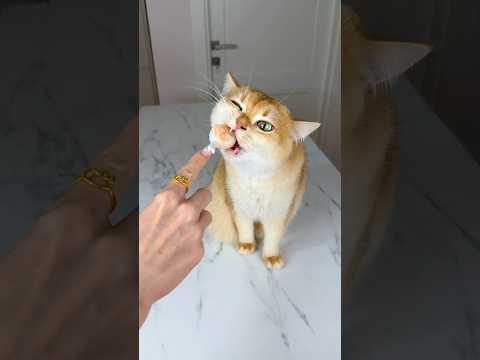 POV: Your Cat Identifies as a Shrimp🍤 #cat #cats