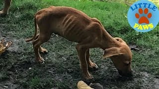 Rescue a Homeless Starving Puppy & In Severly Malnourished