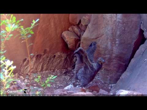 Morning Wing Flapping With the Devils Gate Condor Chick – June 19, 2017