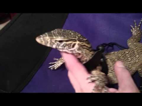 Most Docile lizard. Buddy the Nile monitor.