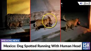 Mexico: Dog Spotted Running With Human Head