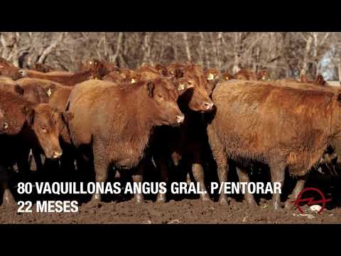 Lote N° 83 - 80 Vaquillonas Angus Col Generales para Entorar - Corr