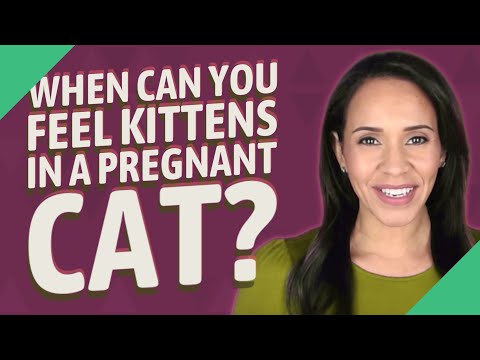 When Can You Feel kittens in a pregnant cat?
