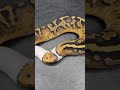 Available Hurricane Piebald Ball Pythons At Gray's Reptiles