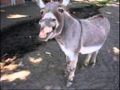 Dominic The Donkey