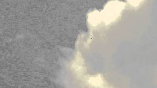 Golden Eagle - Aquila reale - Steinadler 2011 (Aquila chrysaetos)