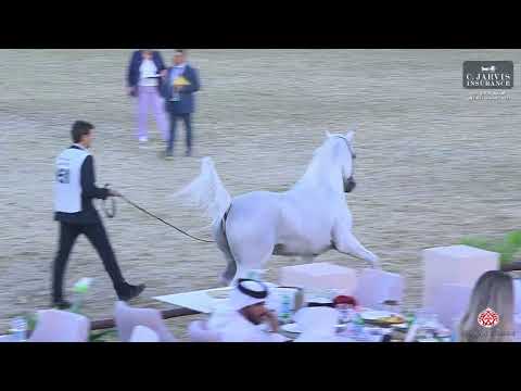 N 151 AL MILAN   4th Souq Waqif International Arabian Horse Show 2023   Stallions 11 Years and Over