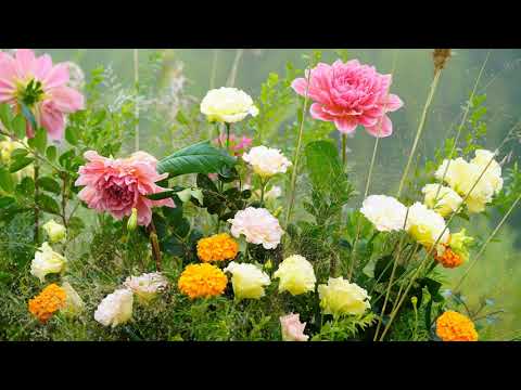 Raag Bhawani Bahar - Pandit Jasraj — वीडियो थंबनेल