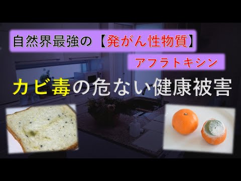 危険なカビ:特に一か所に隠れるのが好き(研究)