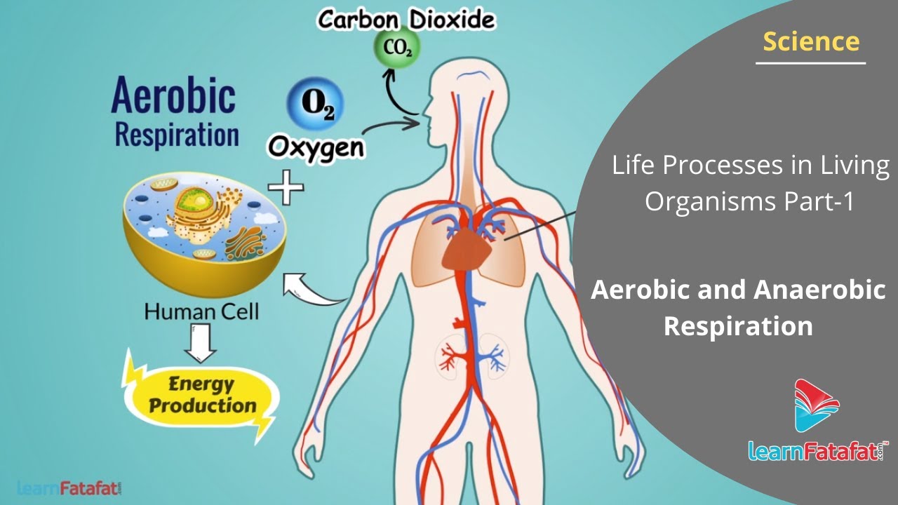 Aerobic and Anaerobic Respiration | Life Processes in Living Organisms