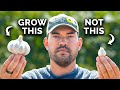 Watch This Before You Plant Garlic