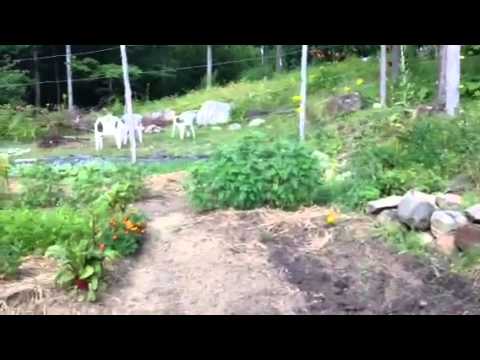 download lagu mp3 mp4 Johnson Farm And Garden Johnson Vermont, download lagu Johnson Farm And Garden Johnson Vermont gratis, unduh video klip Johnson Farm And Garden Johnson Vermont
